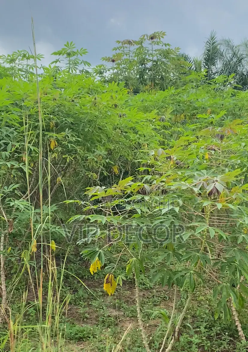 Fresh Organic Cassava for Dough, Garu