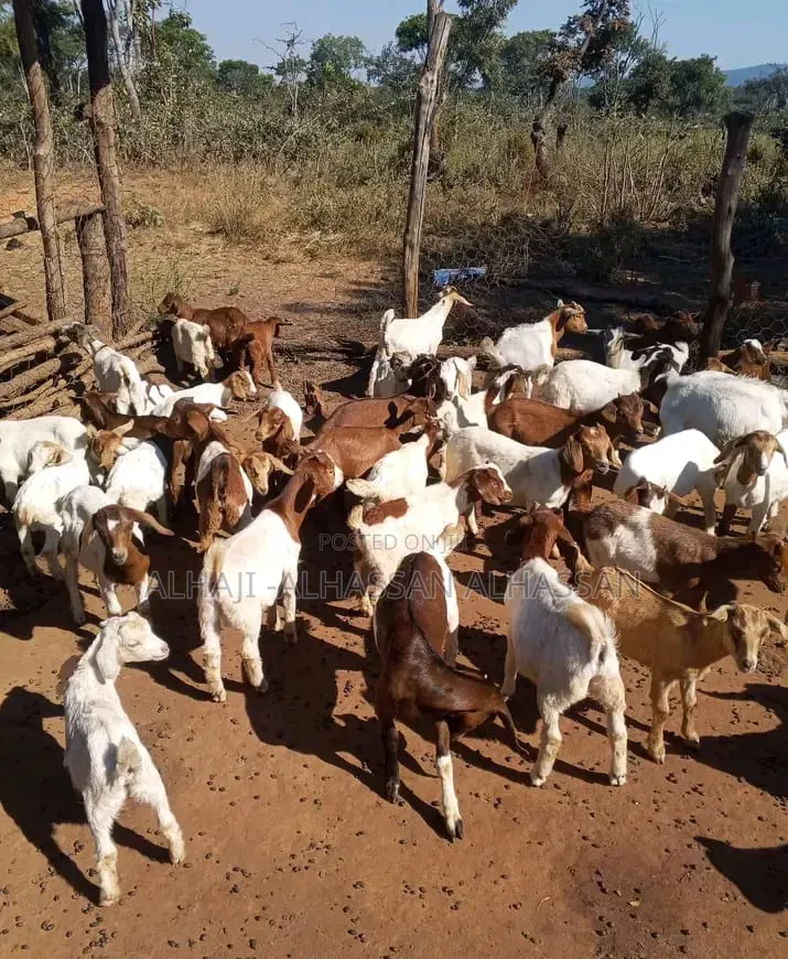 Young Female's Boer