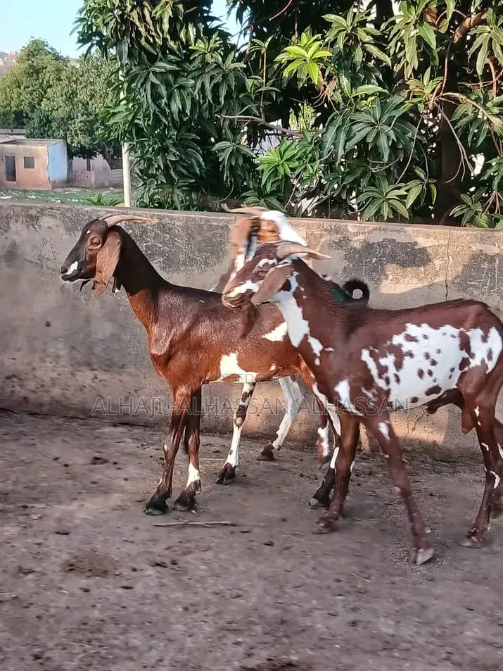 Balami Goat