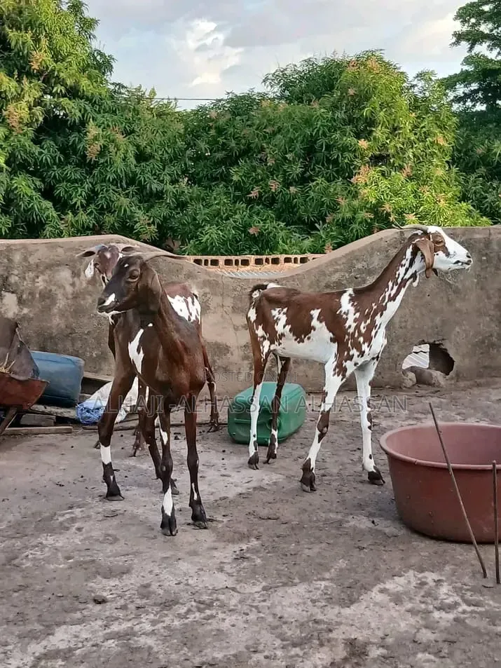 Balami Goat