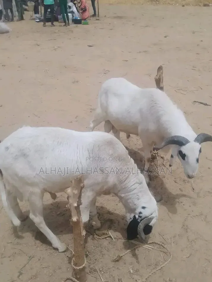 Three Male Sheep