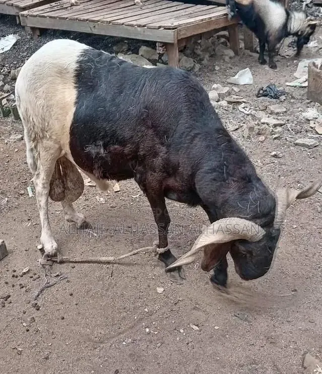 Three Male Sheep