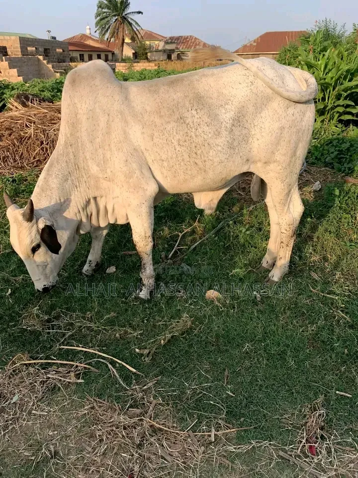 Big Cow for Any Progress