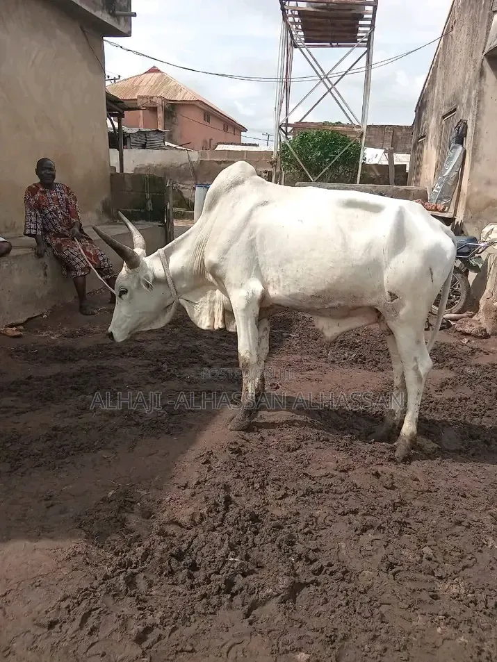 Big Cow for Any Progress