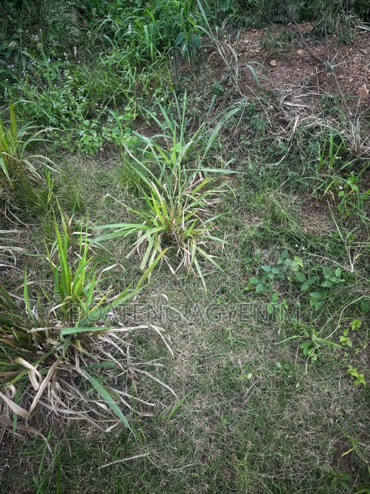 Half Plot for Sale