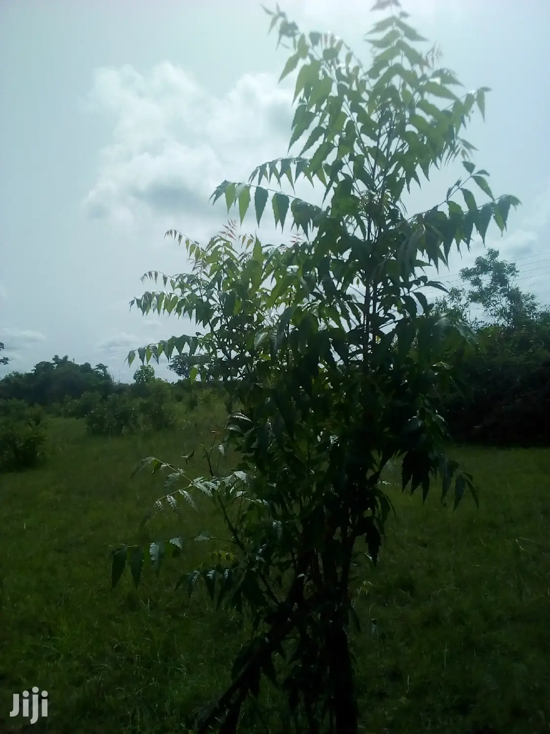 150 Acres of Land Farm Land