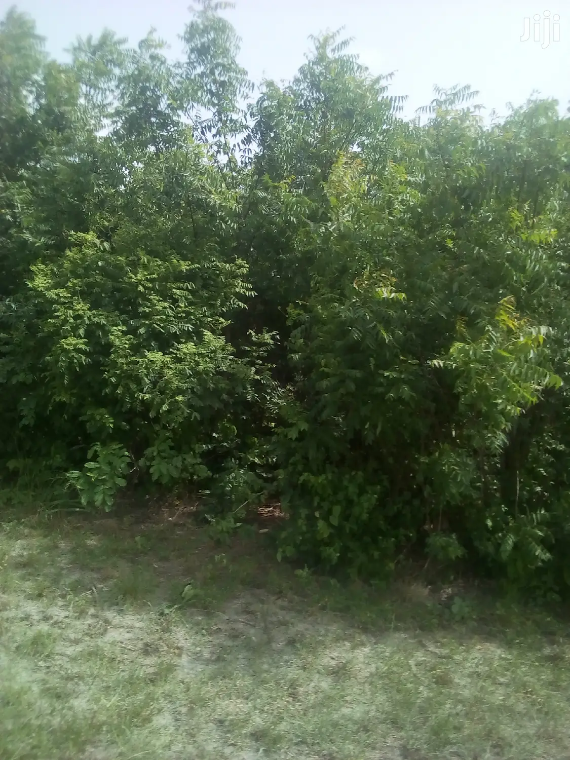 150 Acres of Land Farm Land