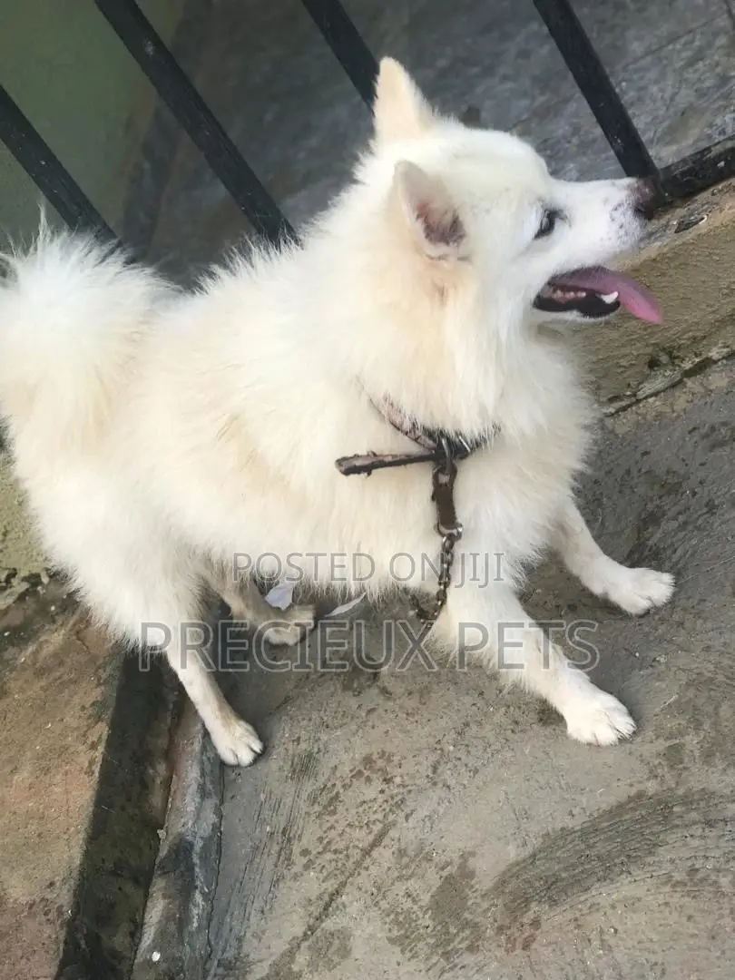Crossing Male Purebred American Eskimo #2