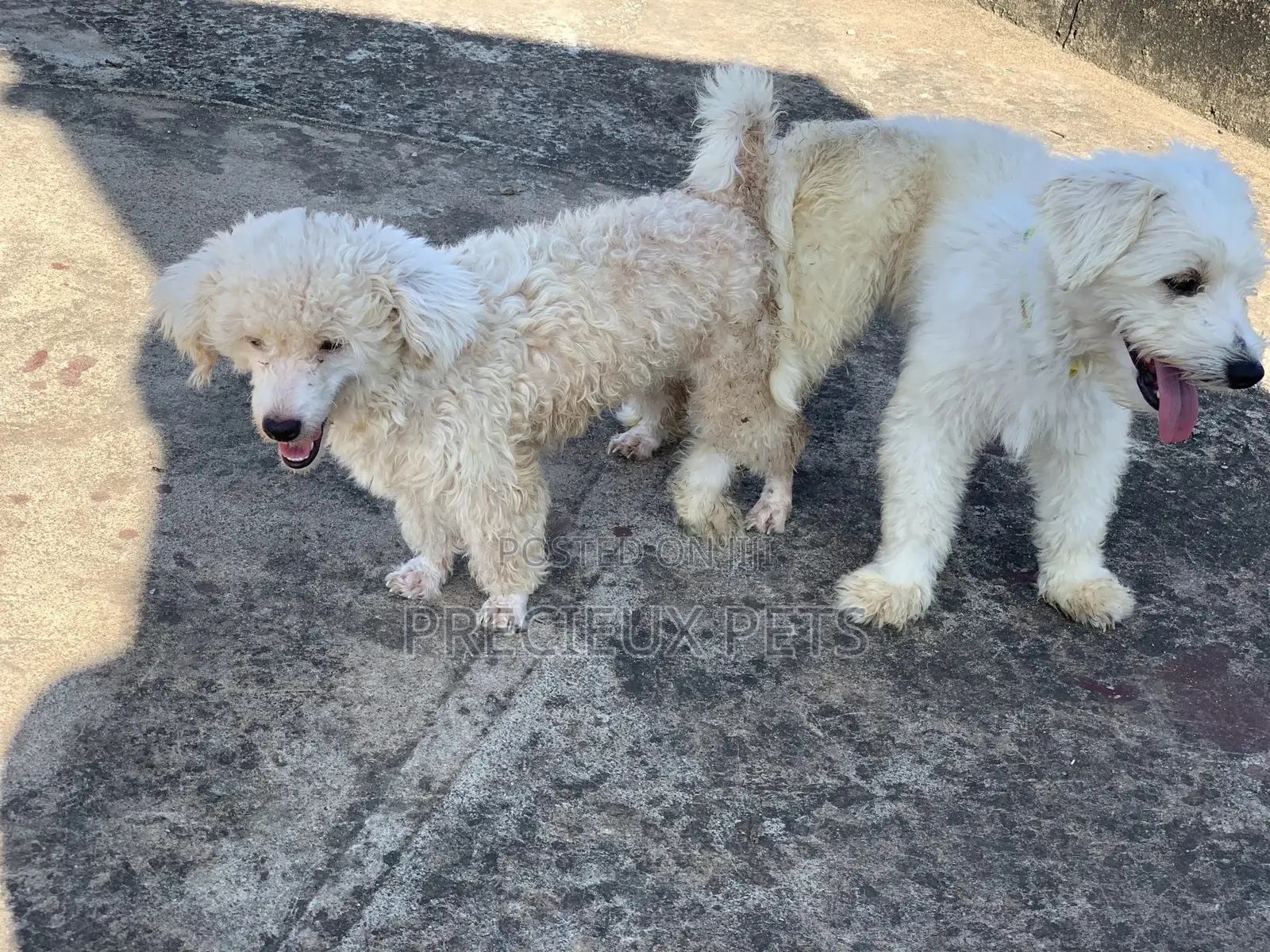 Mating / Crossing / Stud Services Toy Dogs