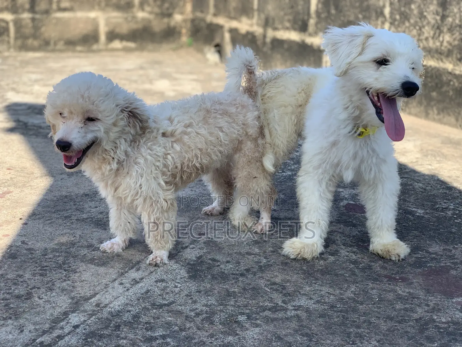 Mating / Crossing / Stud Services Toy Dogs