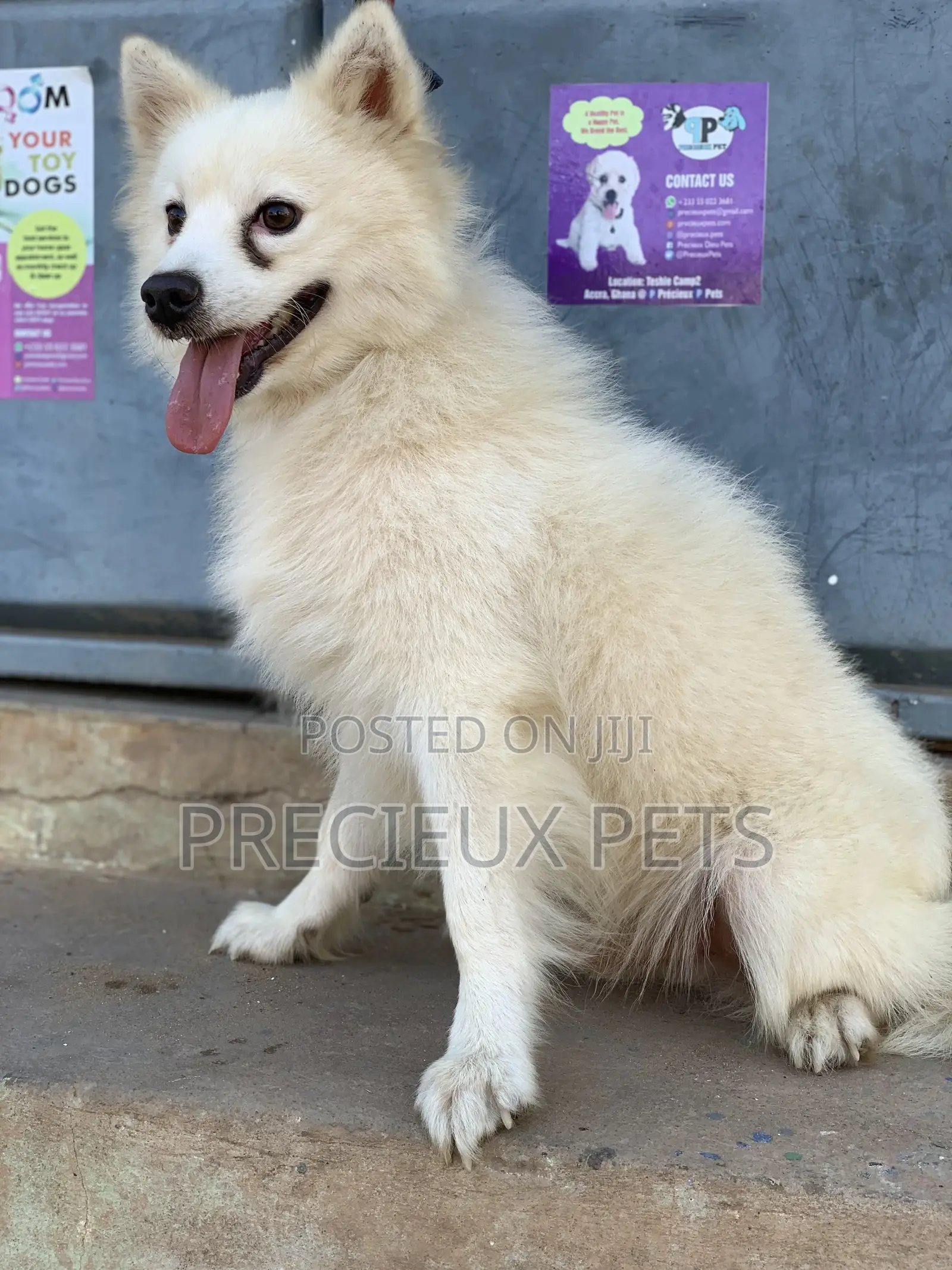 Stud Services For AMERICAN ESKIMO #1