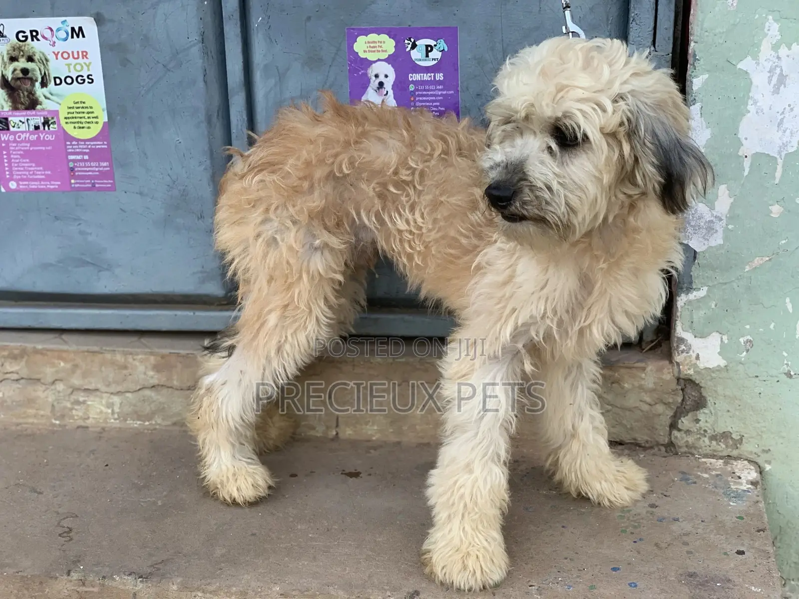 Stud Services For AMERICAN POODLES
