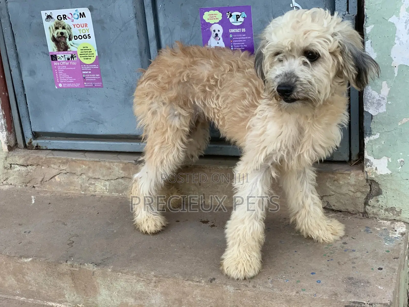 Stud Services For AMERICAN POODLES