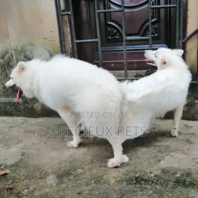 American Eskimo Mating #3-1
