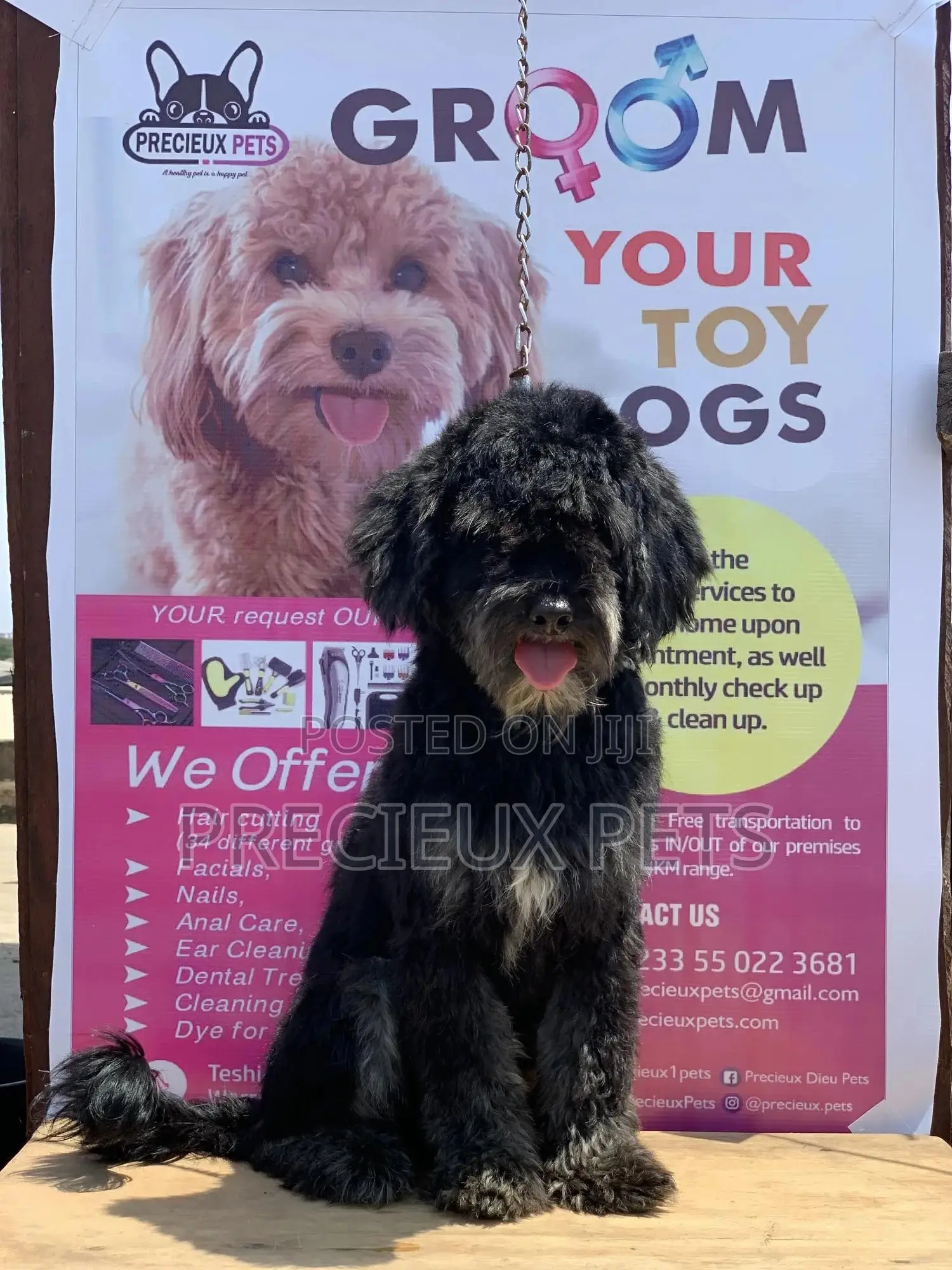 Stud Services For POODLES #2 -vom BUDDY