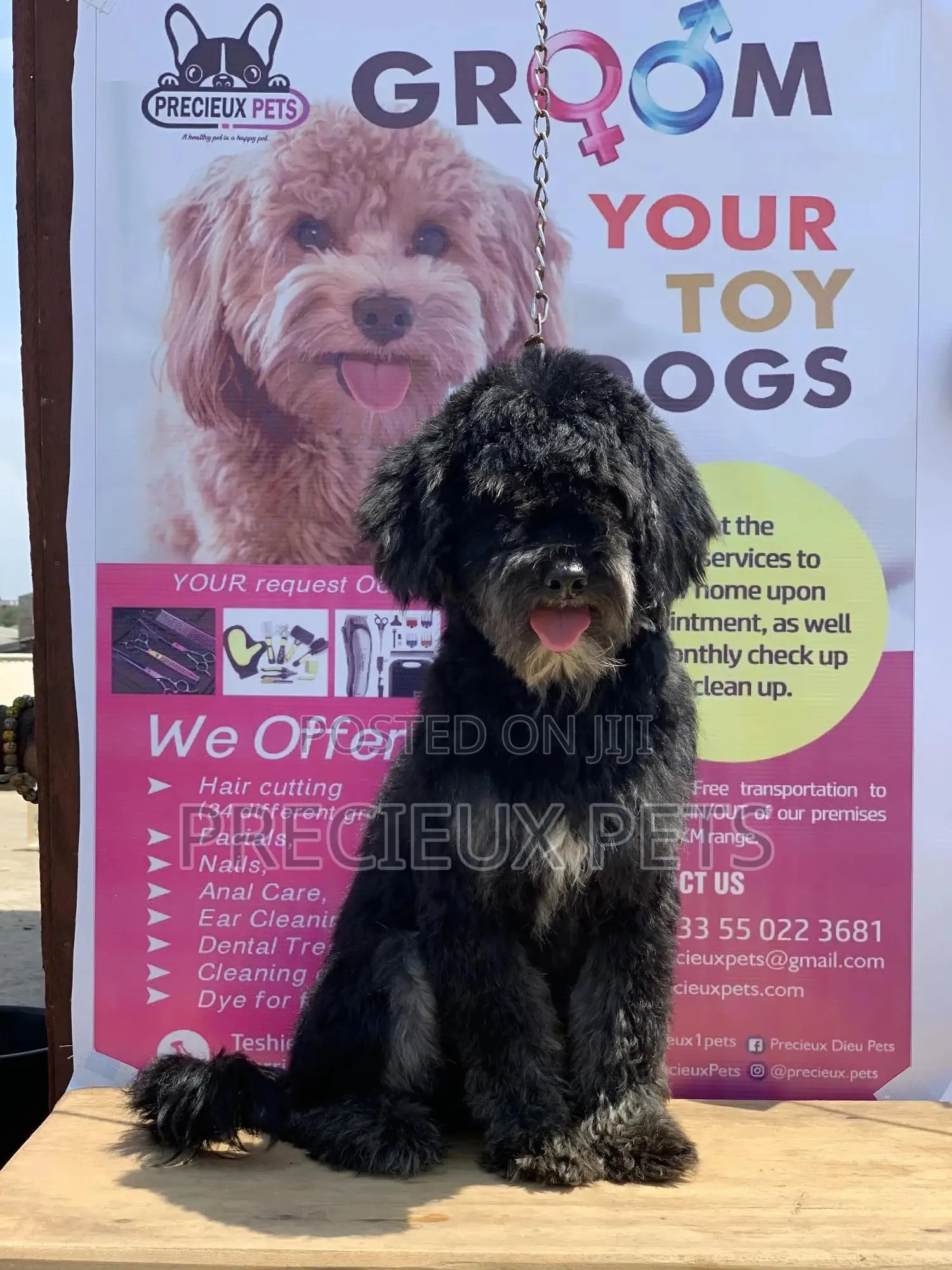 Stud Services For POODLES #2 -vom BUDDY