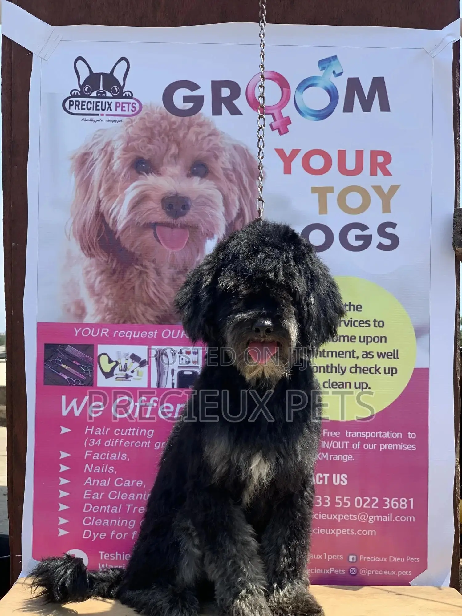 Stud Services For POODLES #2 -vom BUDDY