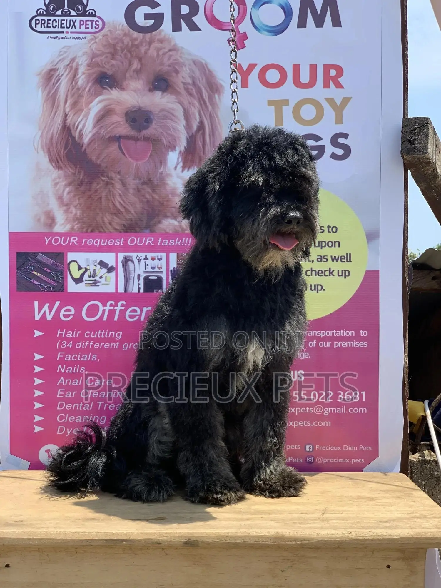 Stud Services For POODLES #2 -vom BUDDY