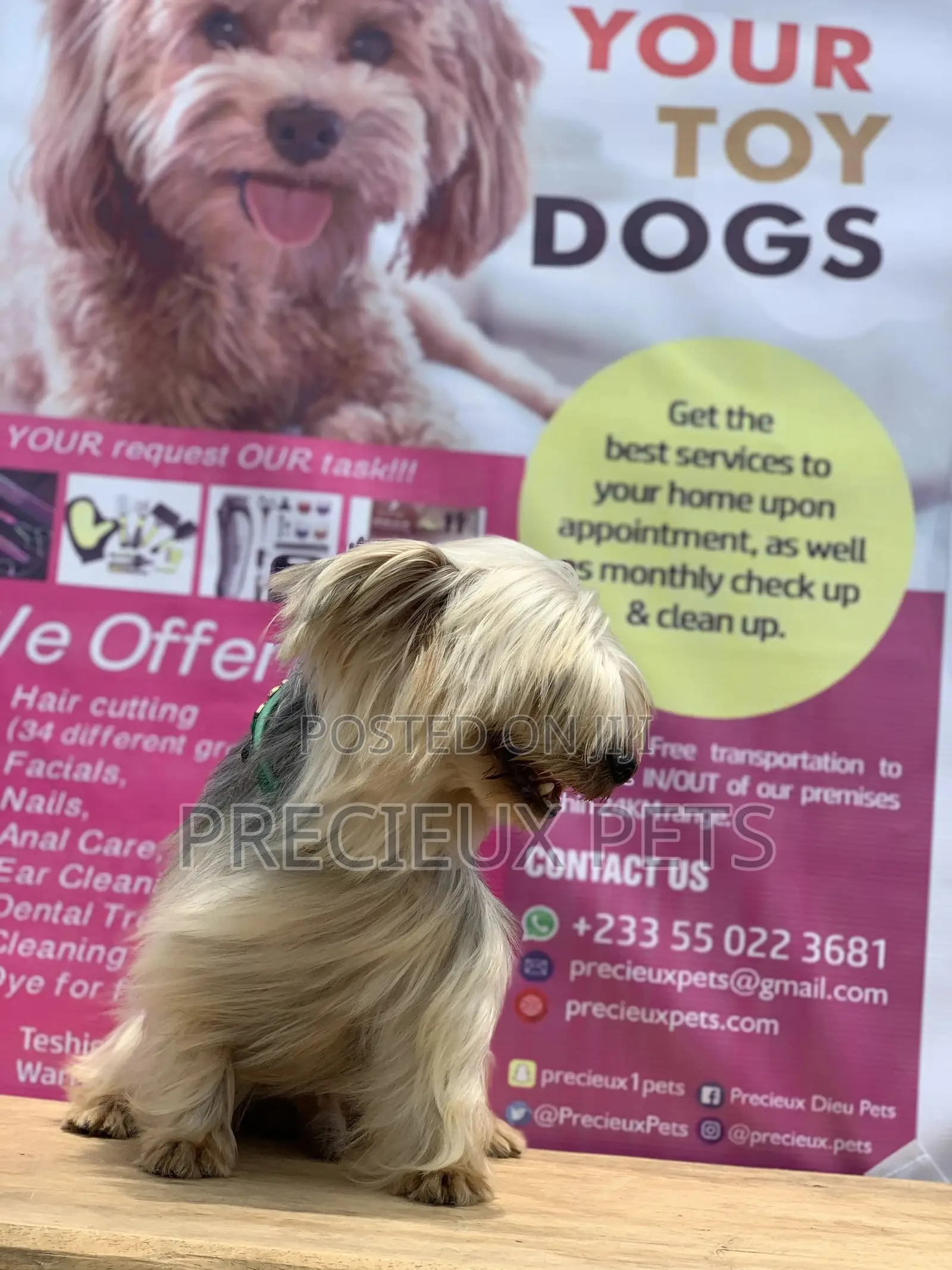 Male Yorkshire Terrier For Mating