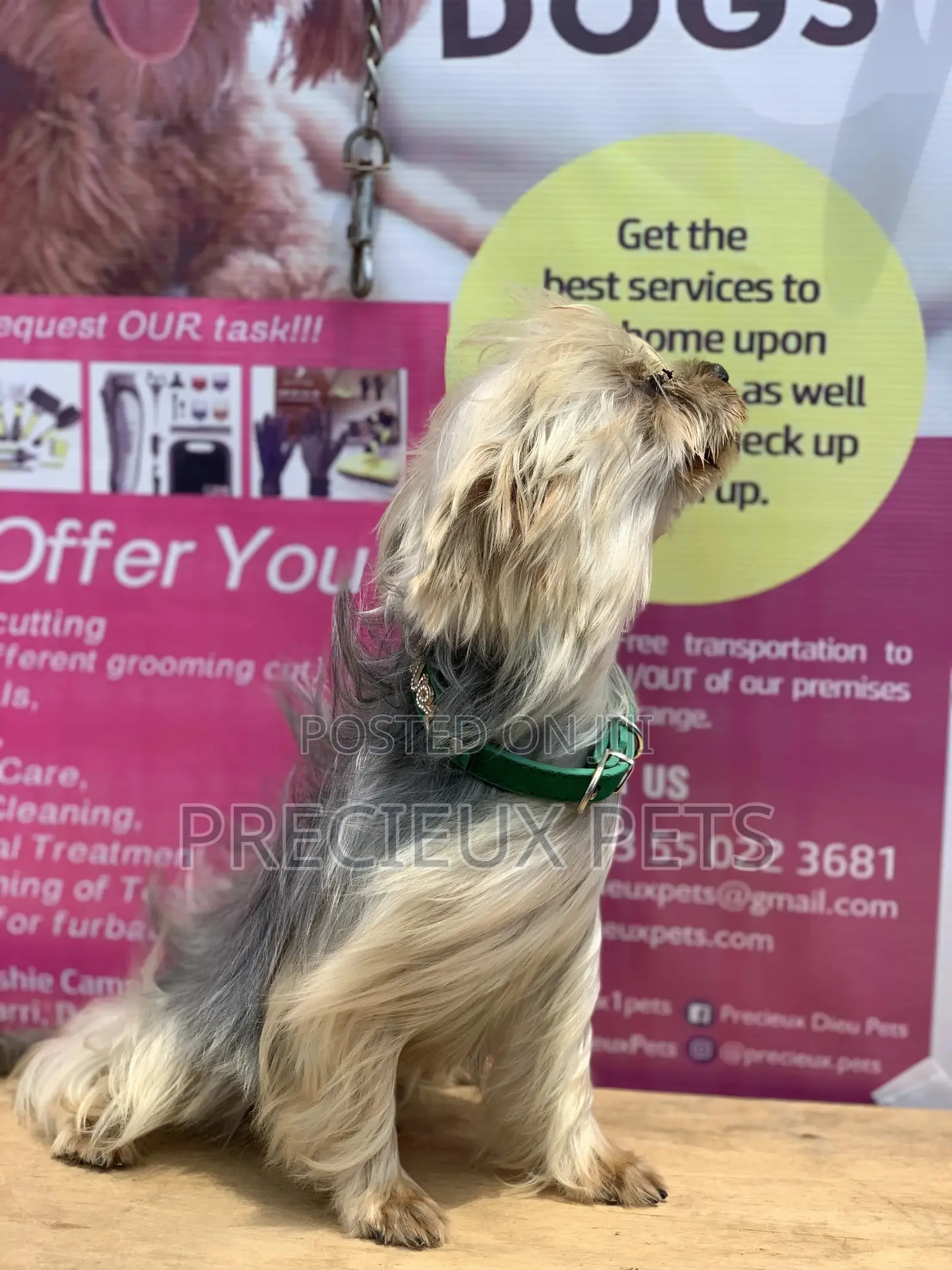 Male Yorkshire Terrier For Mating