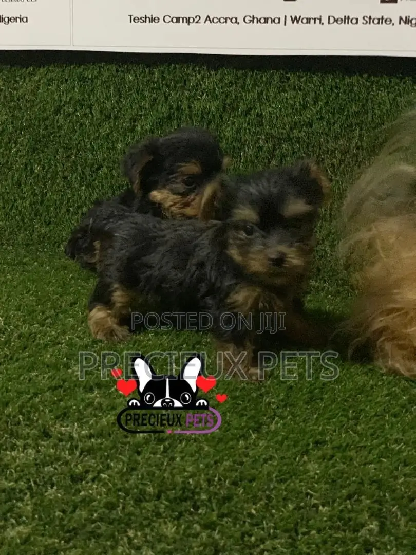 1-3 Month Male Purebred Yorkshire Terrier