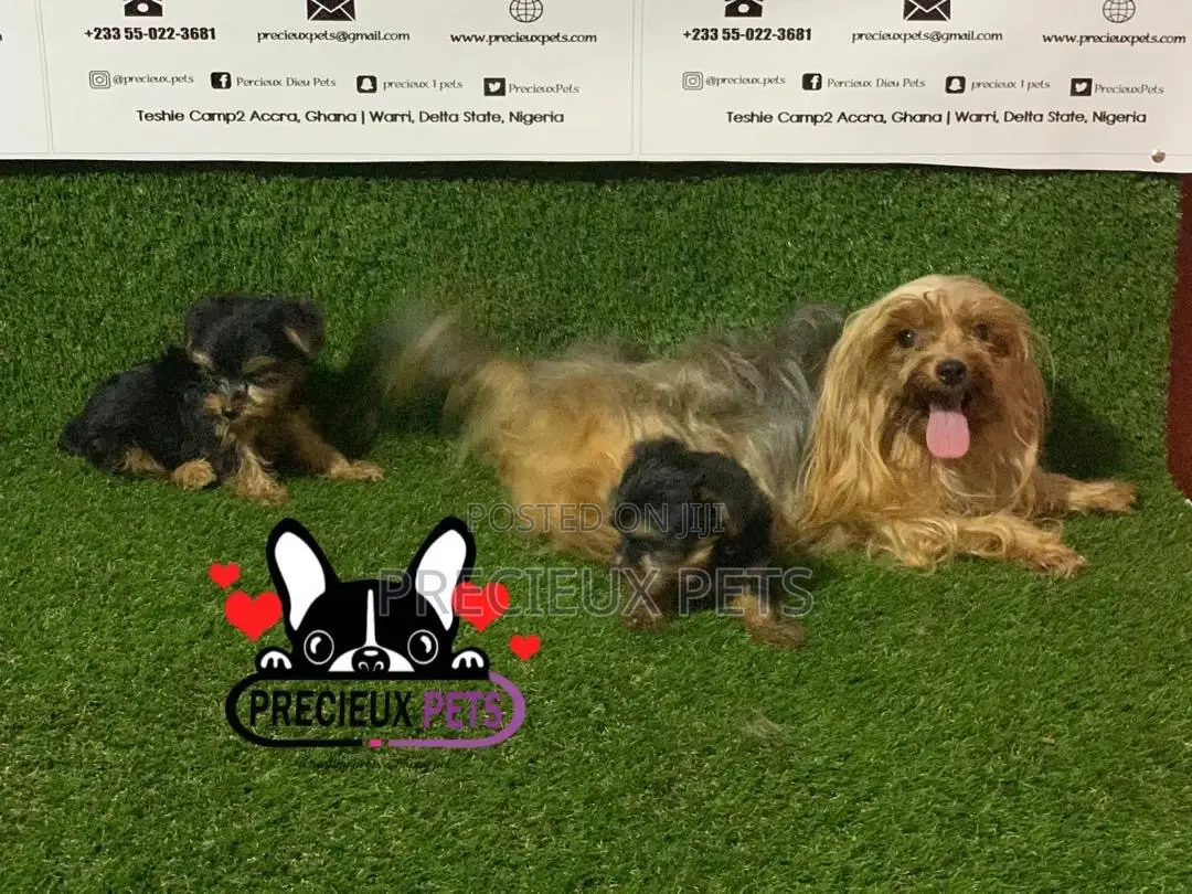 1-3 Month Male Purebred Yorkshire Terrier