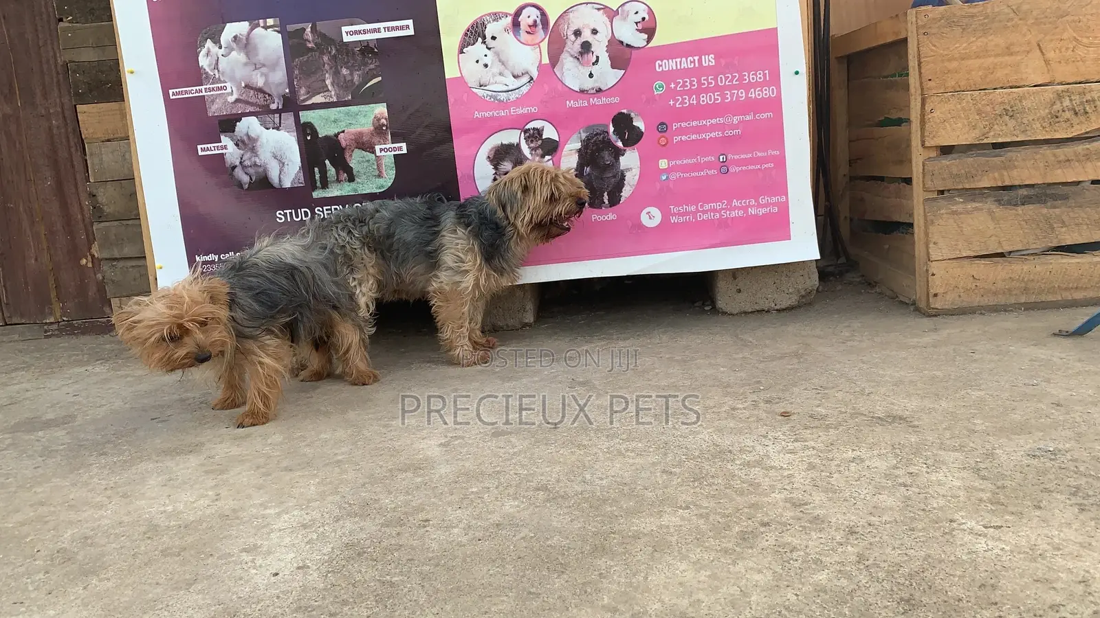 Mating for YORKSHIRE TERRIER
