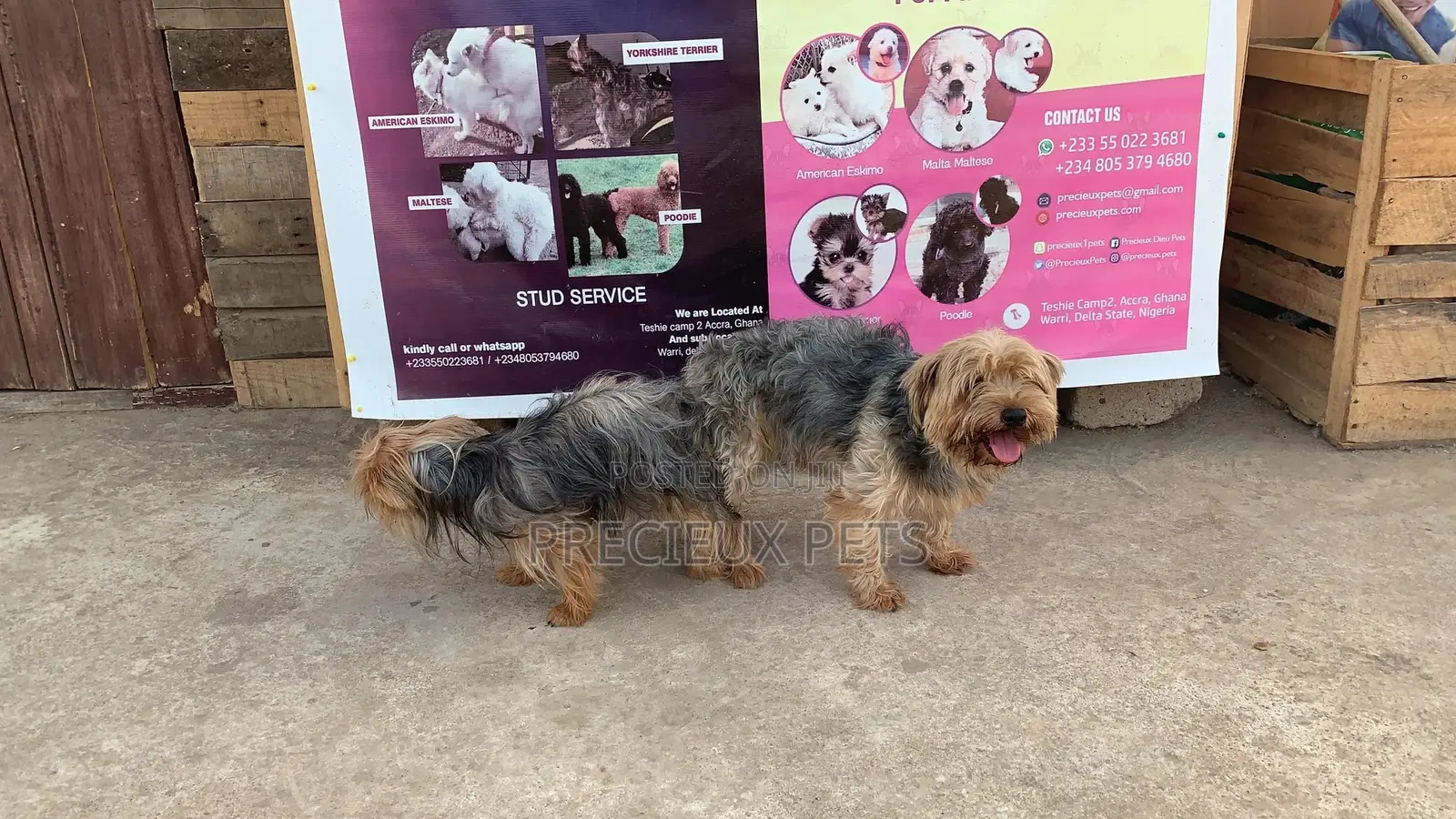 Mating for YORKSHIRE TERRIER