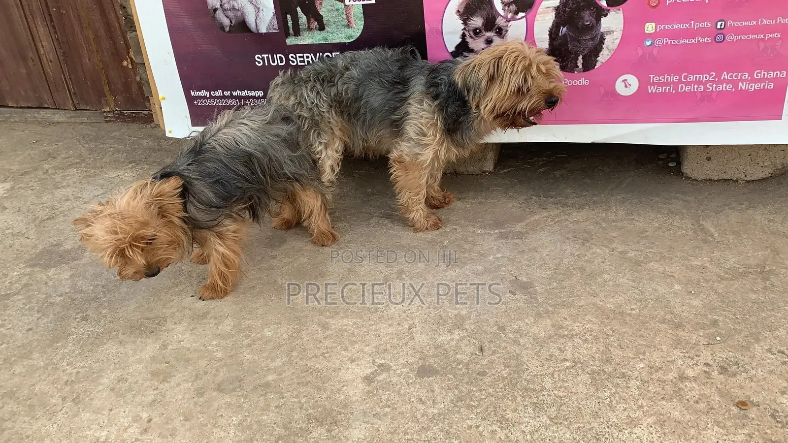 Mating for YORKSHIRE TERRIER