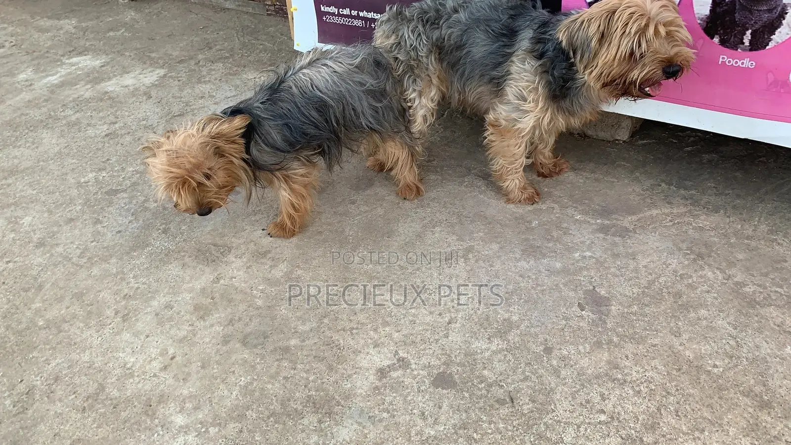 Mating for YORKSHIRE TERRIER