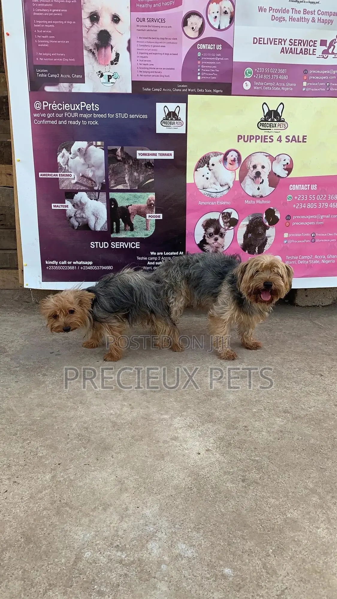 Mating for YORKSHIRE TERRIER