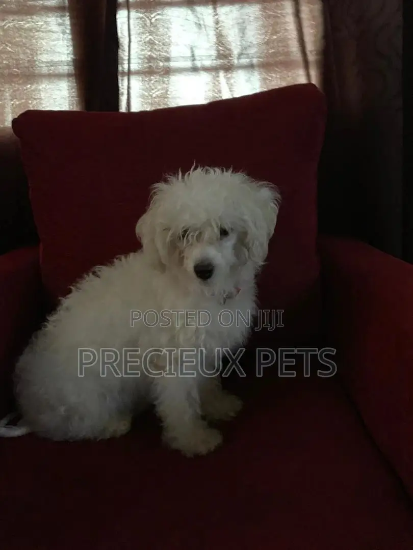1+ Year Female Purebred Maltese