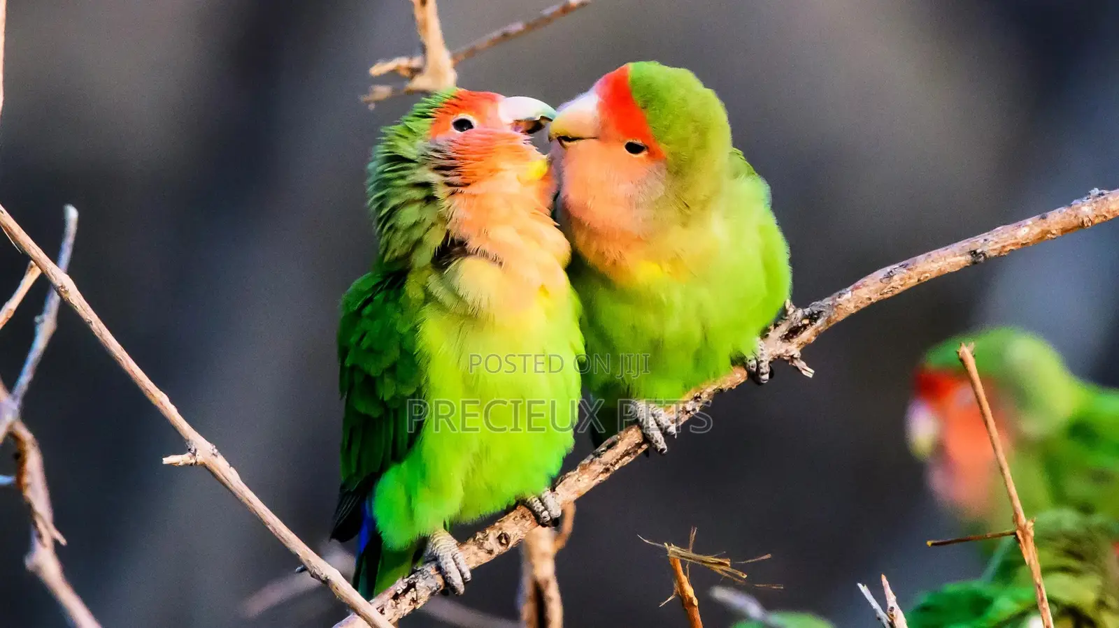 Love Birds