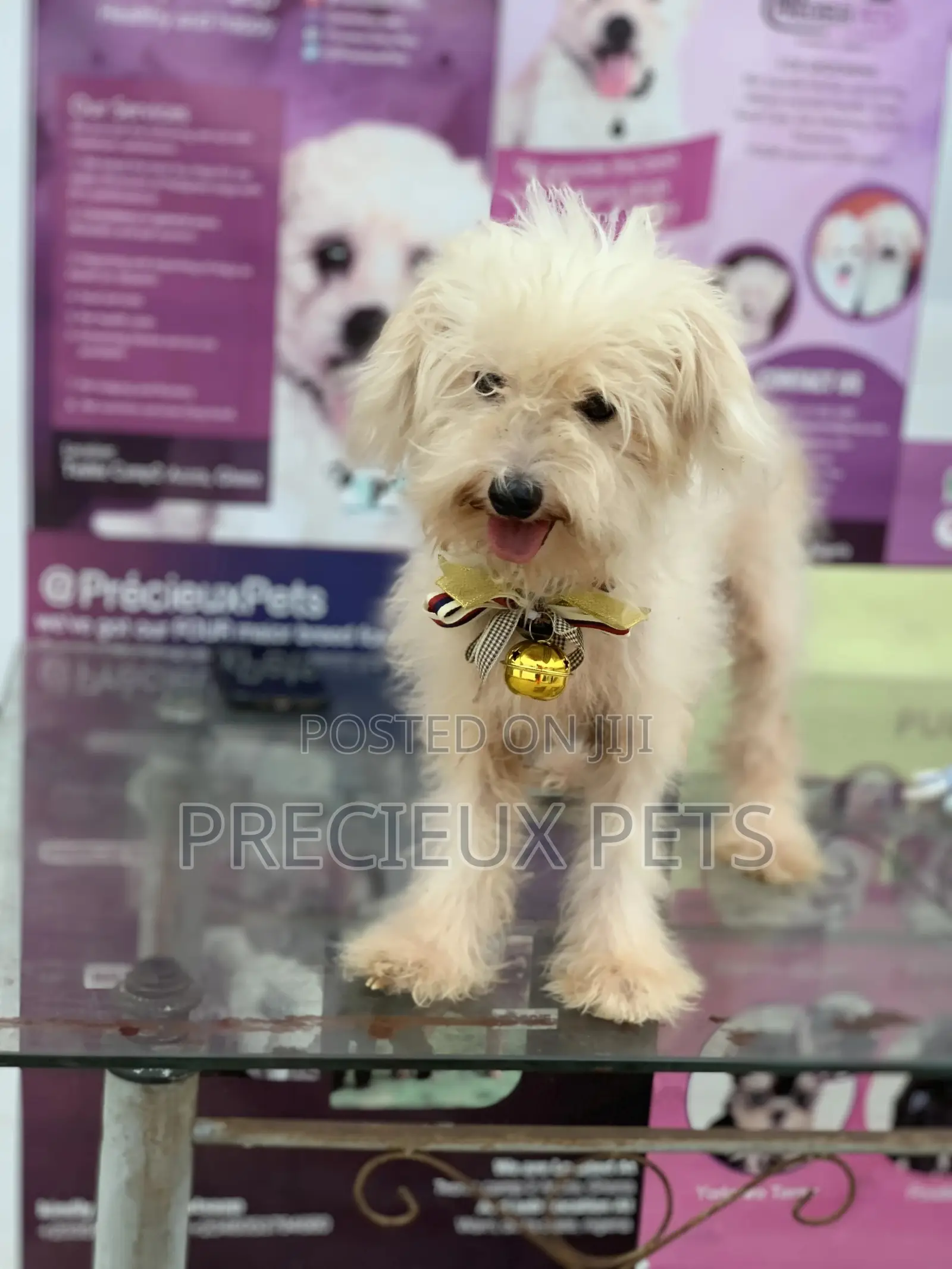 1+ Year Female Purebred Poodle