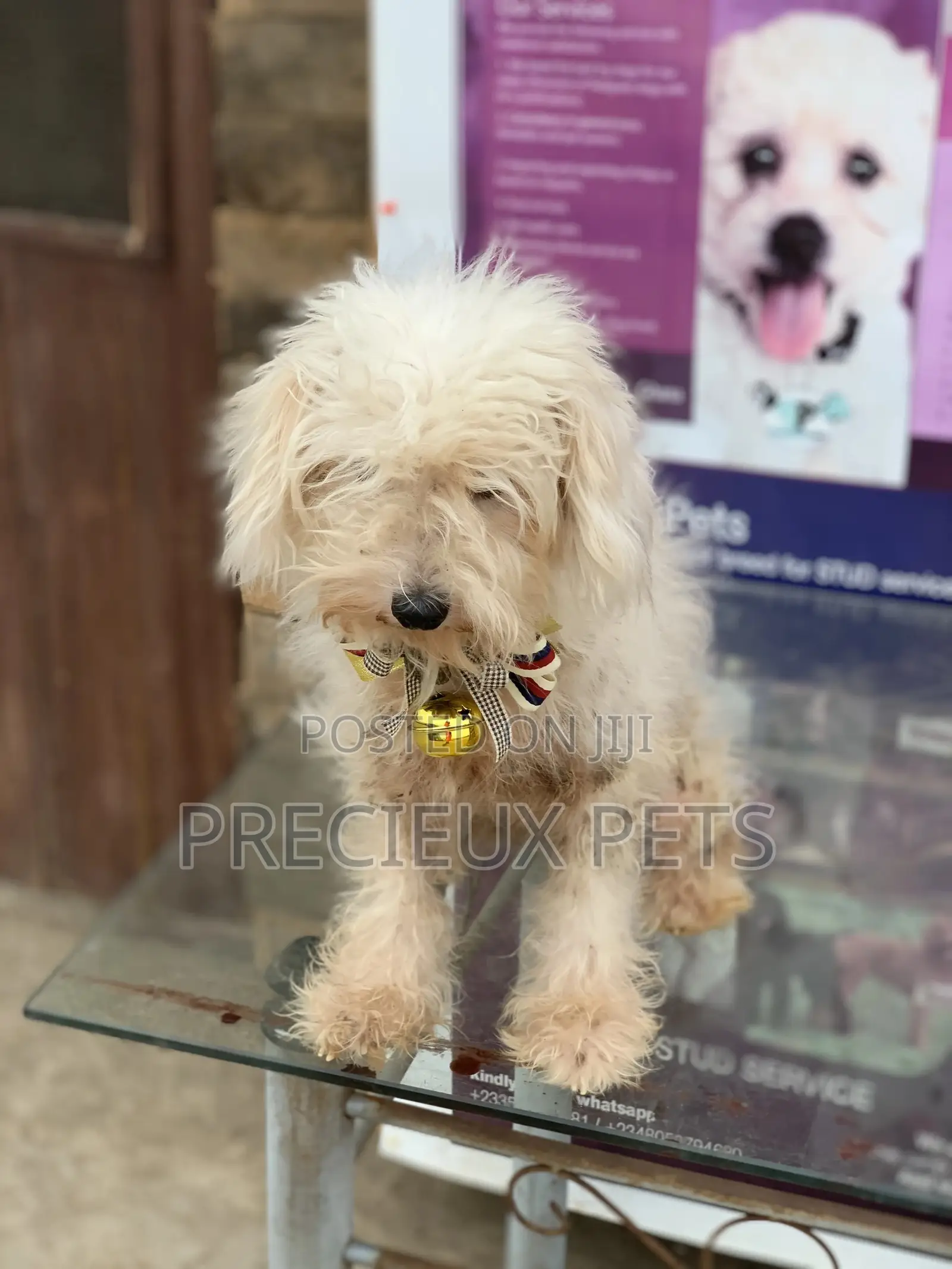 1+ Year Female Purebred Poodle