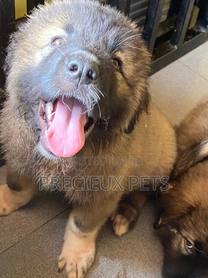 1-3 Months Male Purebred Caucasian Shepherd