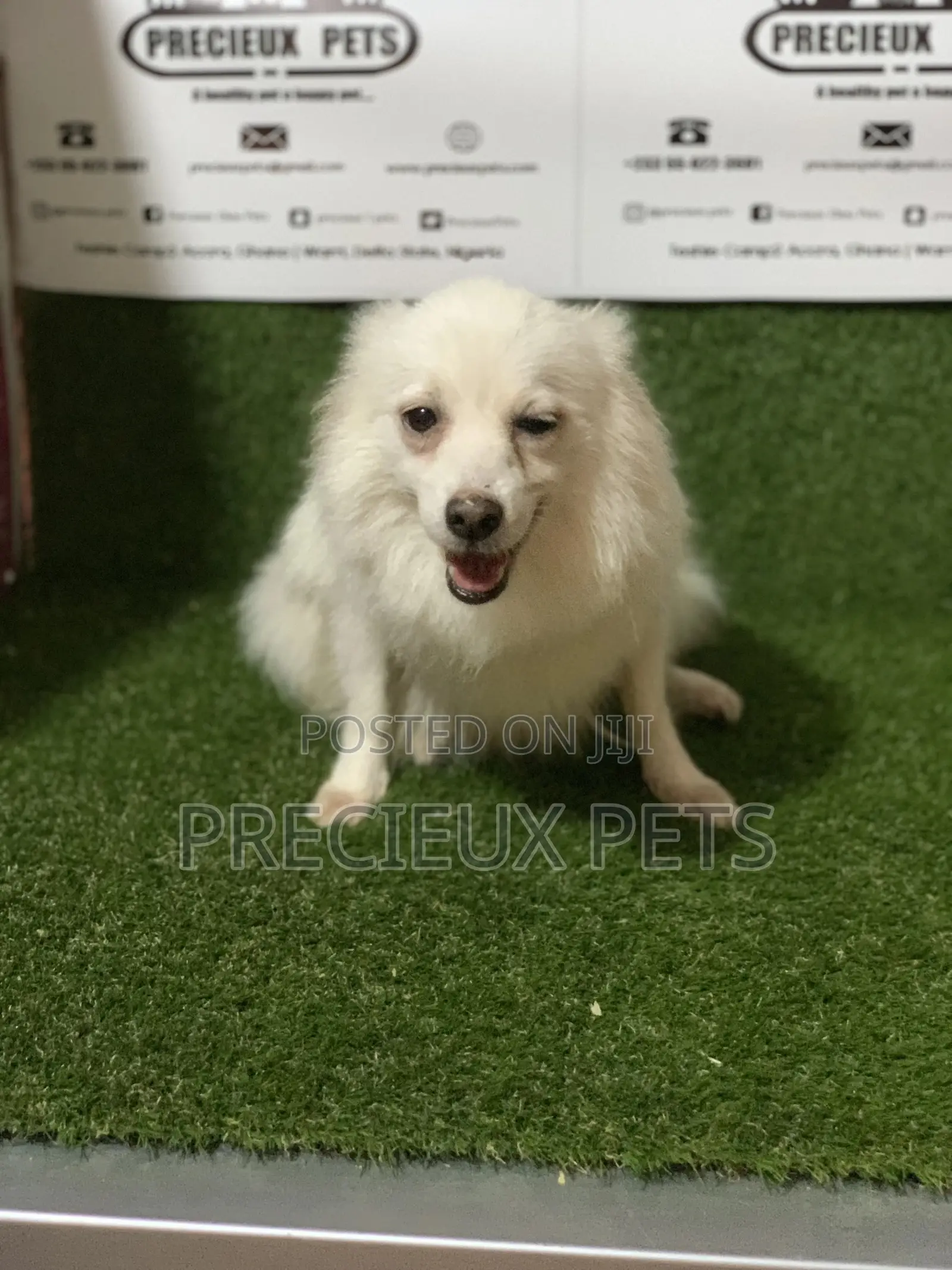 1+ Year Female Purebred American Eskimo
