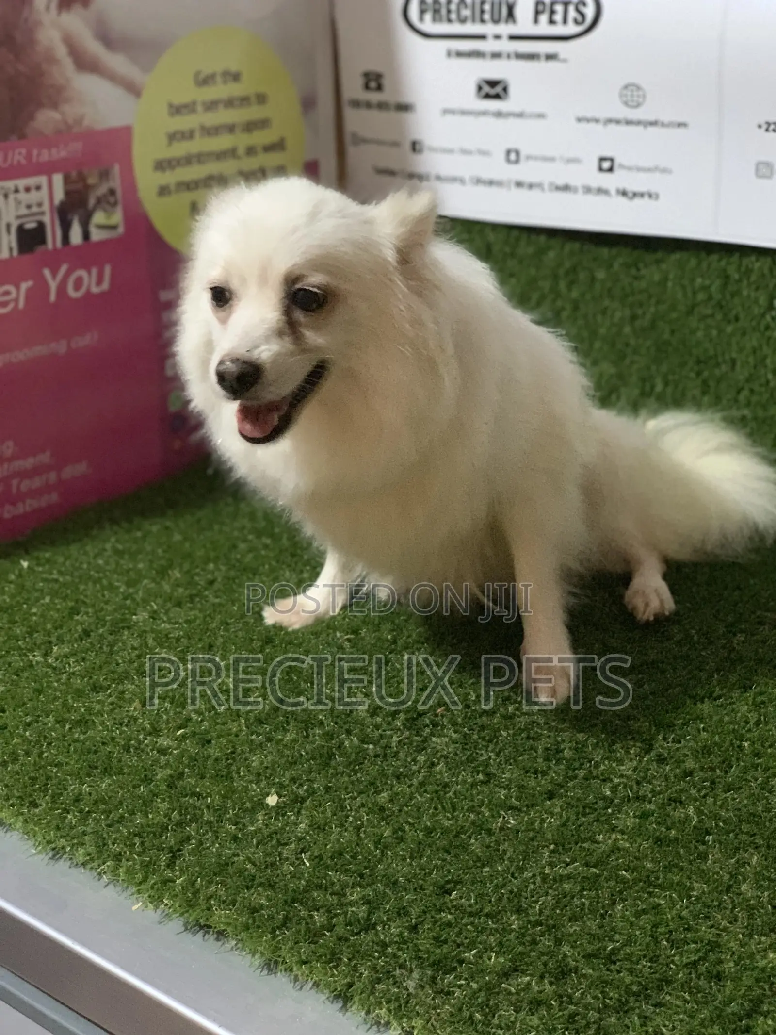 1+ Year Female Purebred American Eskimo