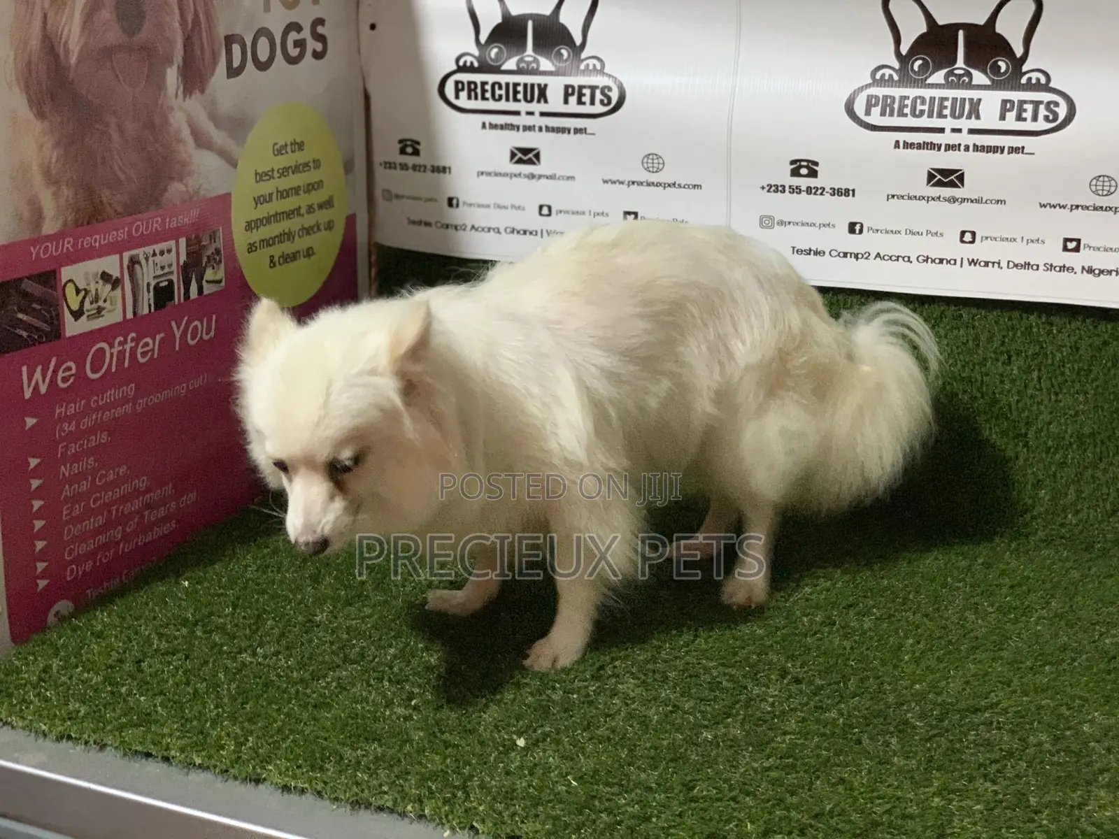 1+ Year Female Purebred American Eskimo