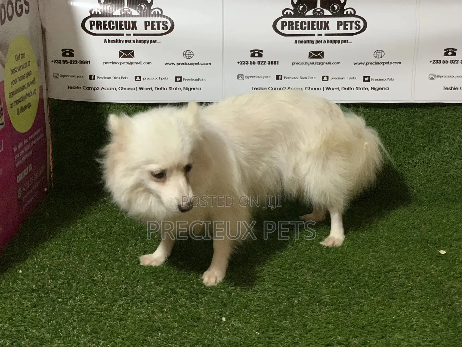 1+ Year Female Purebred American Eskimo