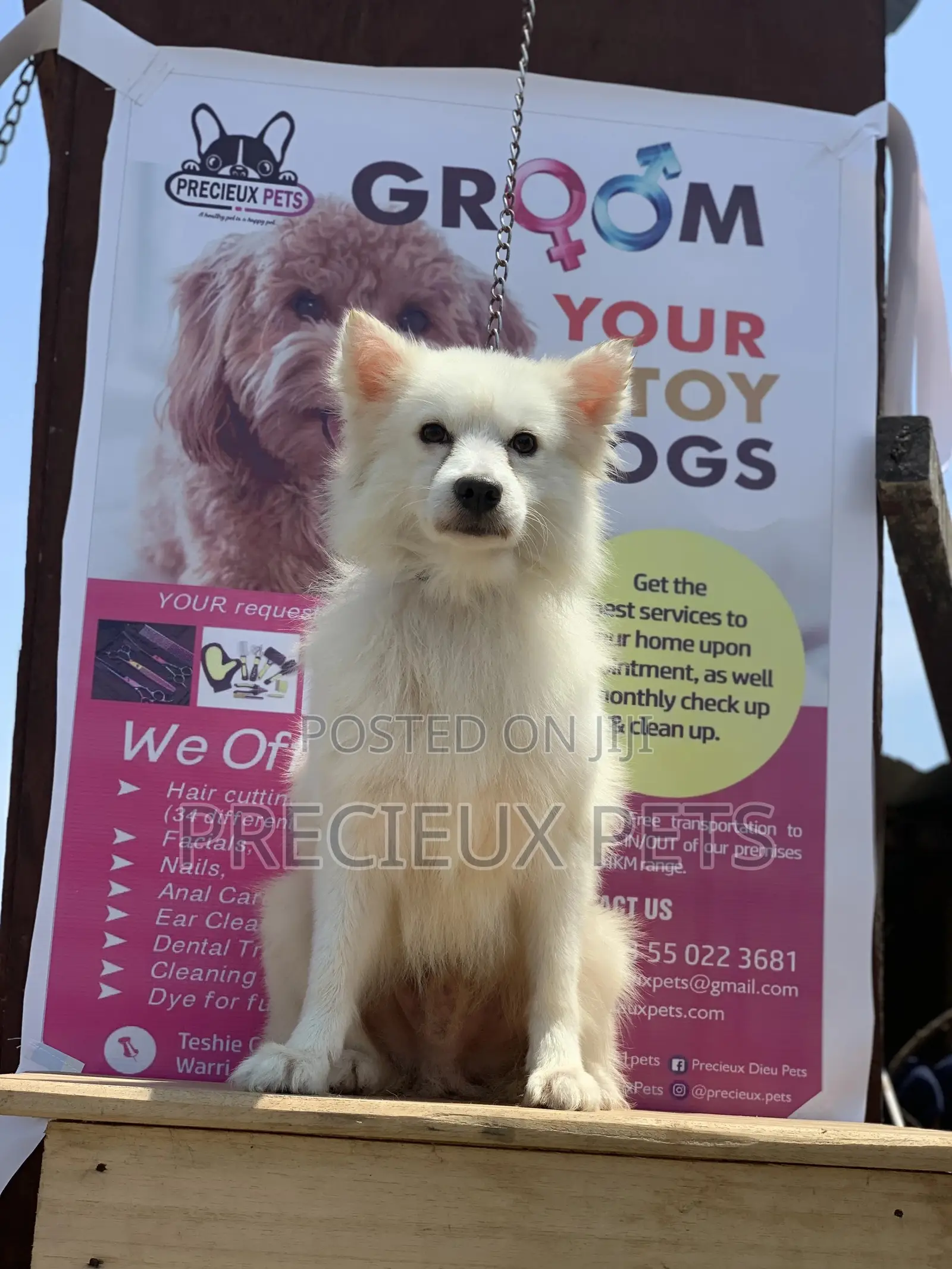 1+ Year Male Purebred American Eskimo