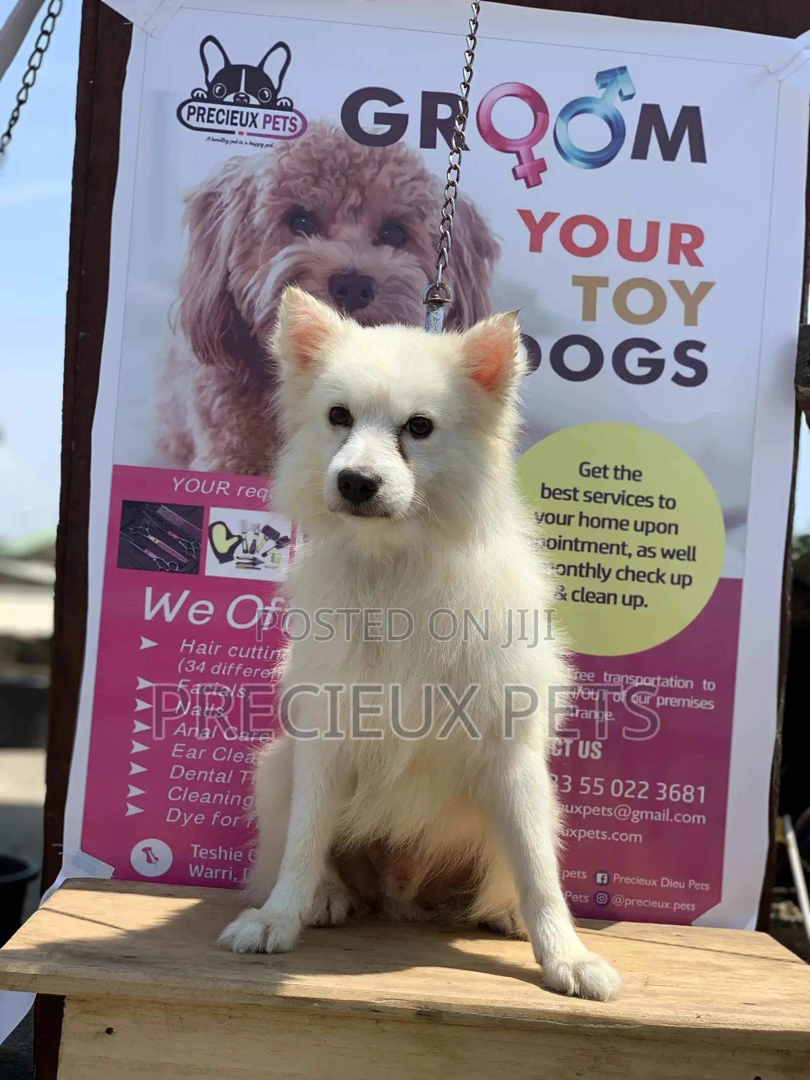 1+ Year Male Purebred American Eskimo