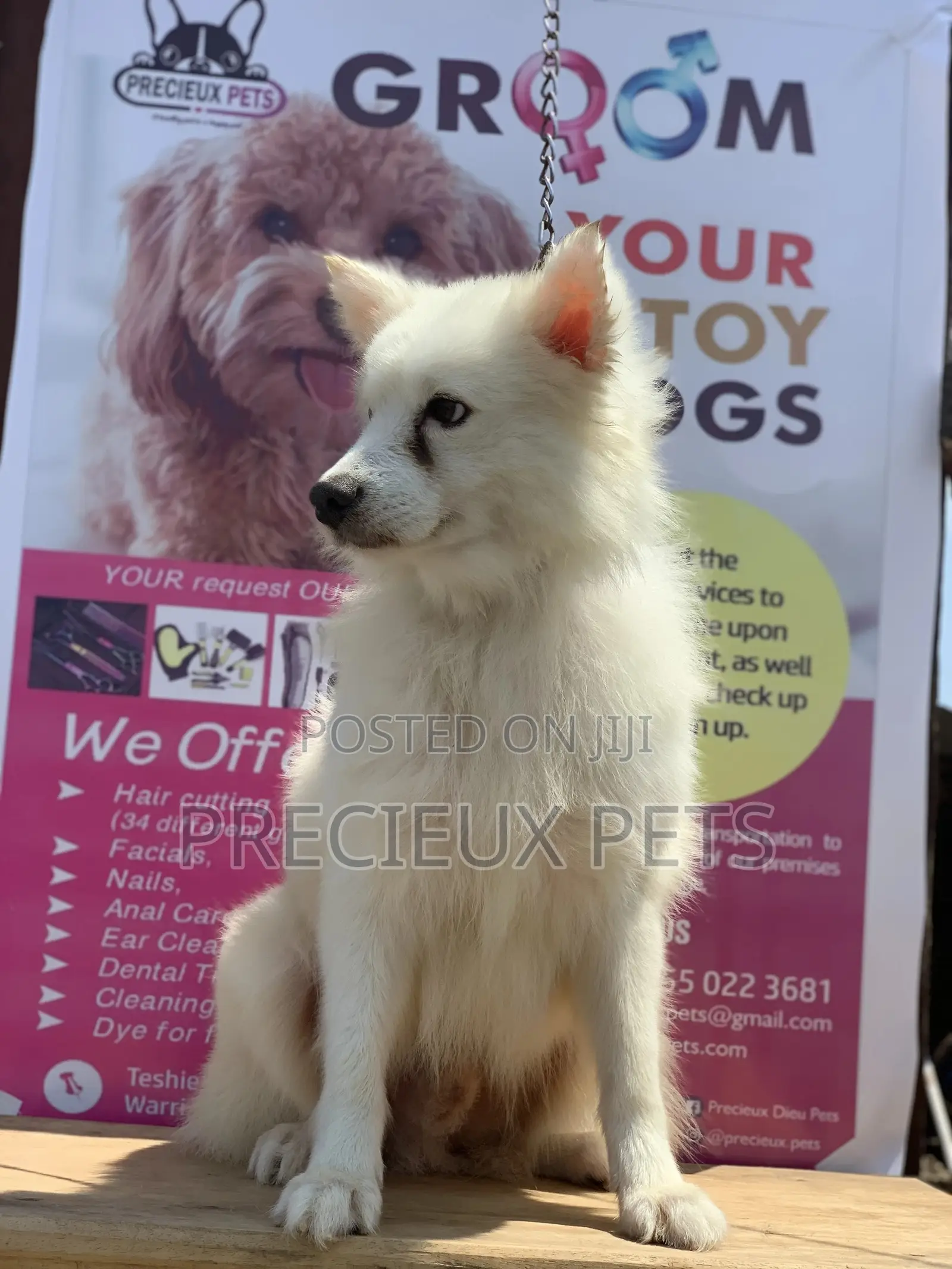 1+ Year Male Purebred American Eskimo