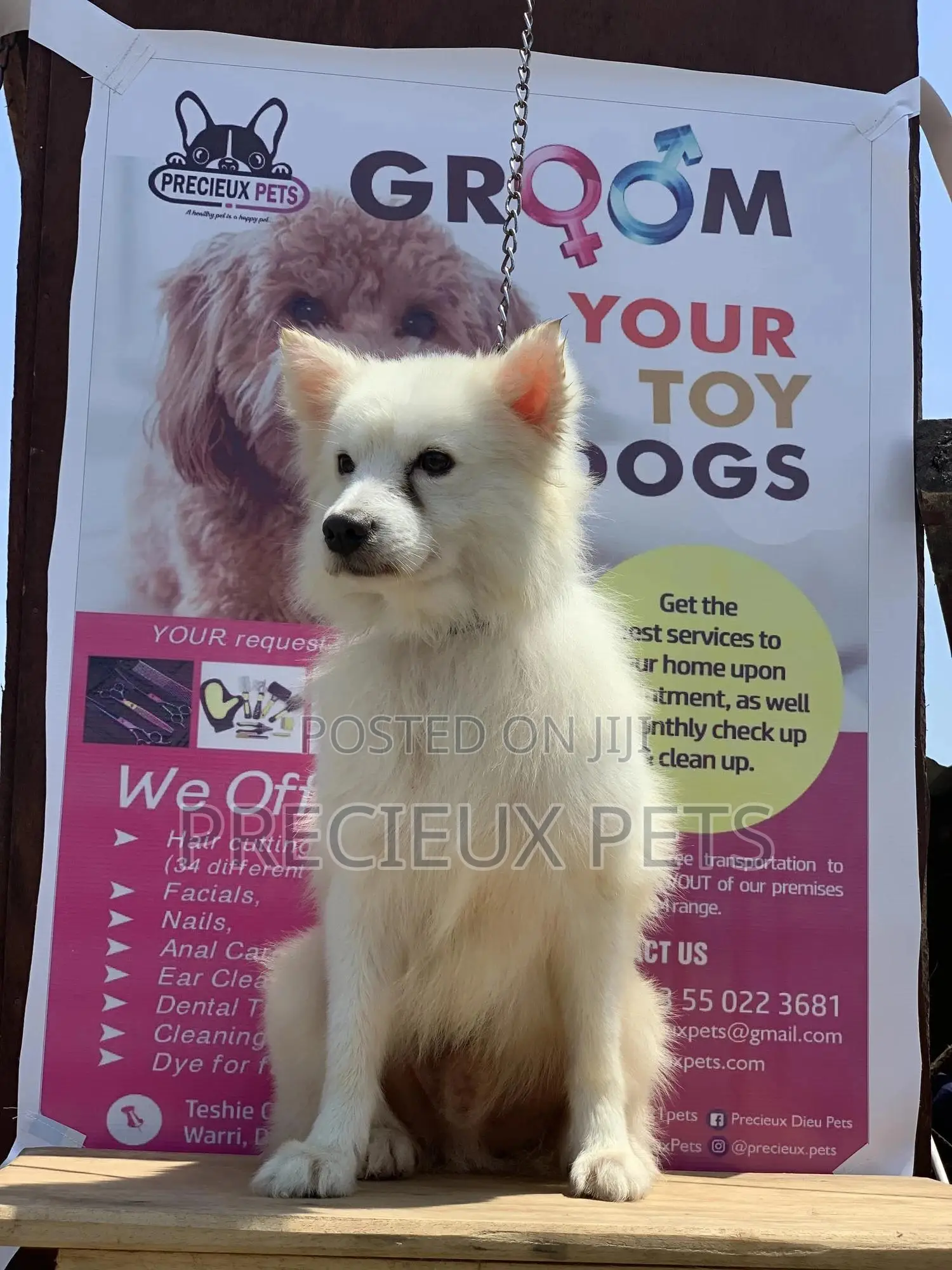 1+ Year Male Purebred American Eskimo
