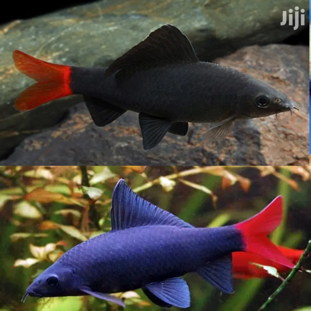 Red Tail Shark