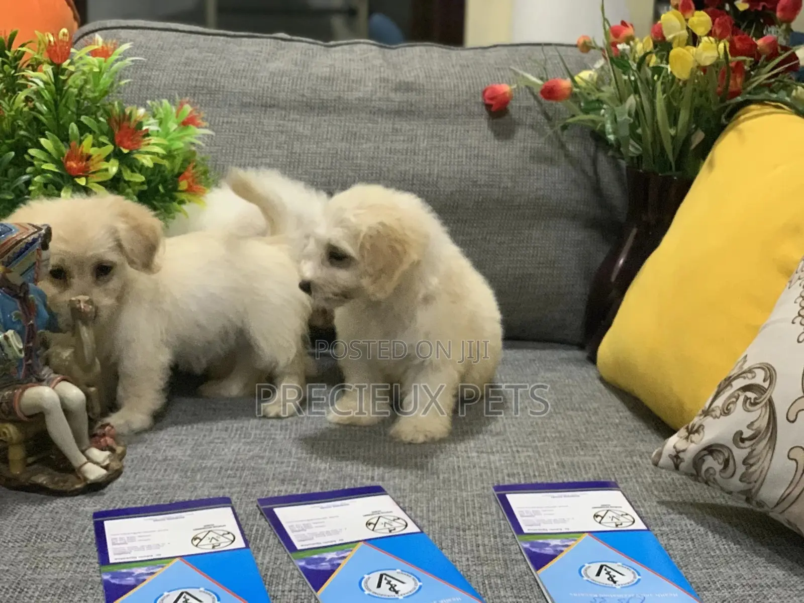 1-3 Month Female Mixed Breed Maltipoo