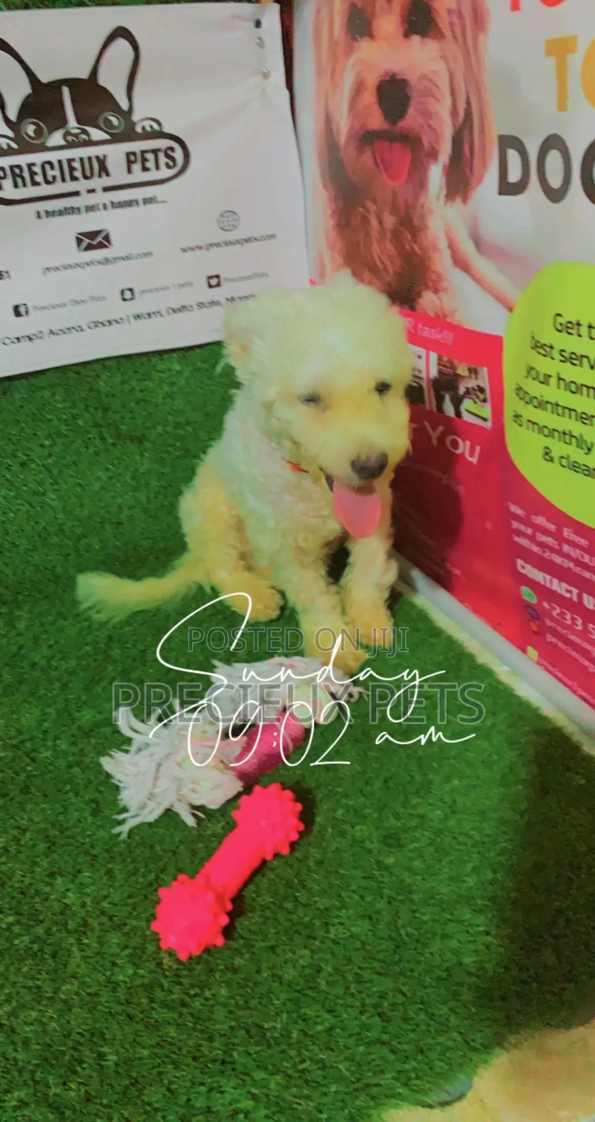 6-12 Months Male Purebred Poodle