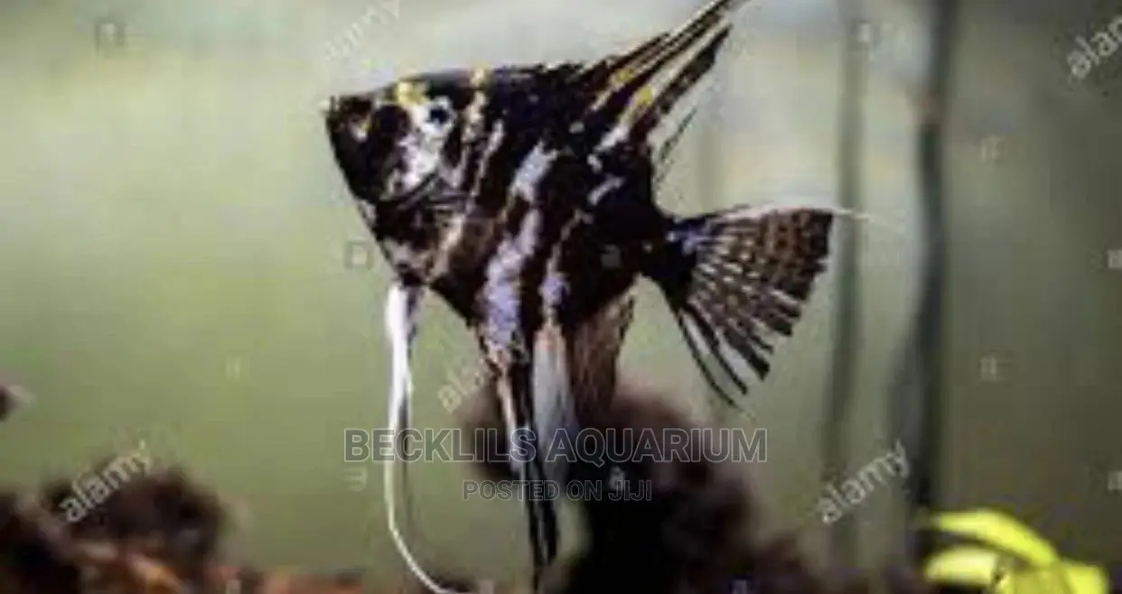 Angel Fishes