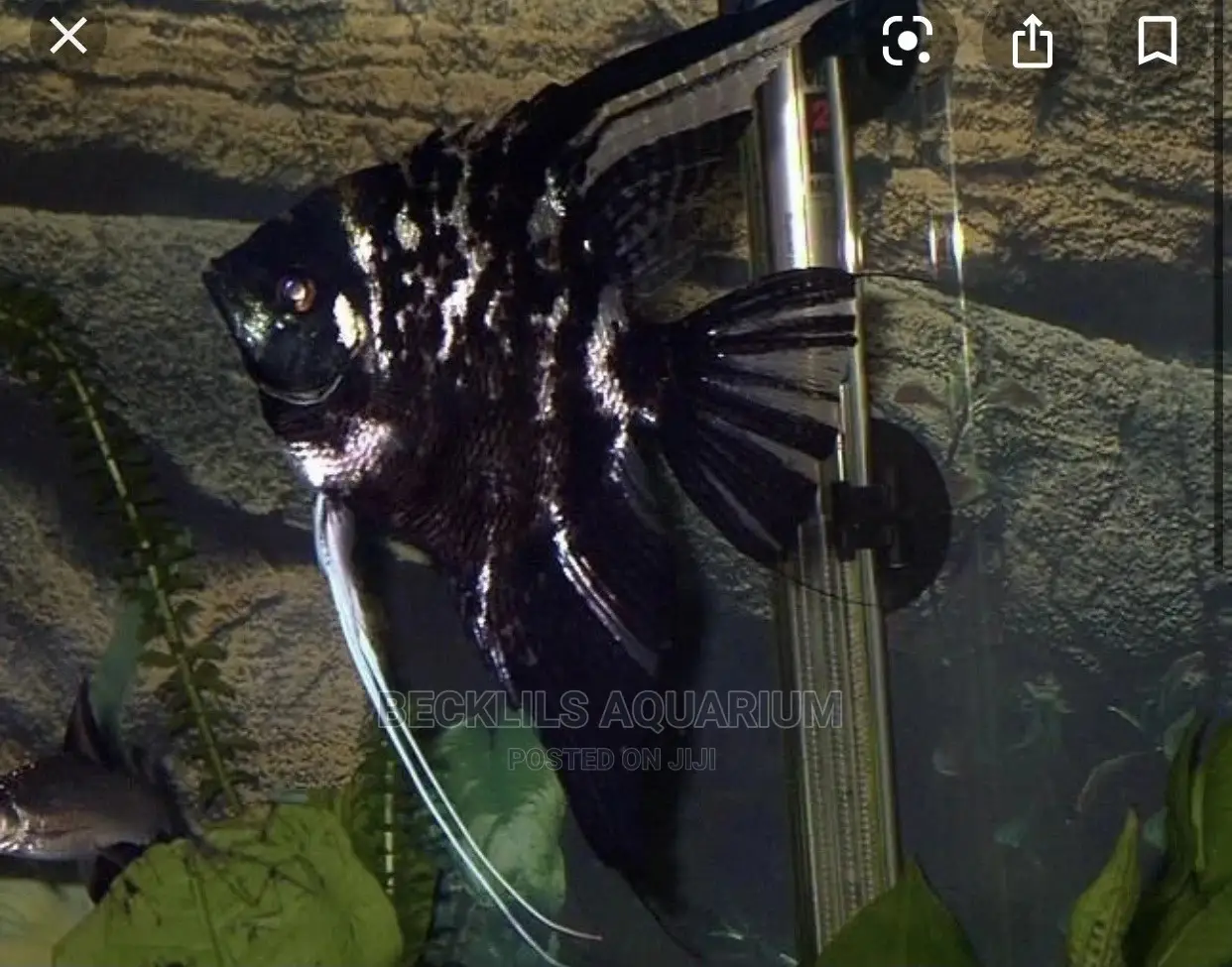Angel Fishes