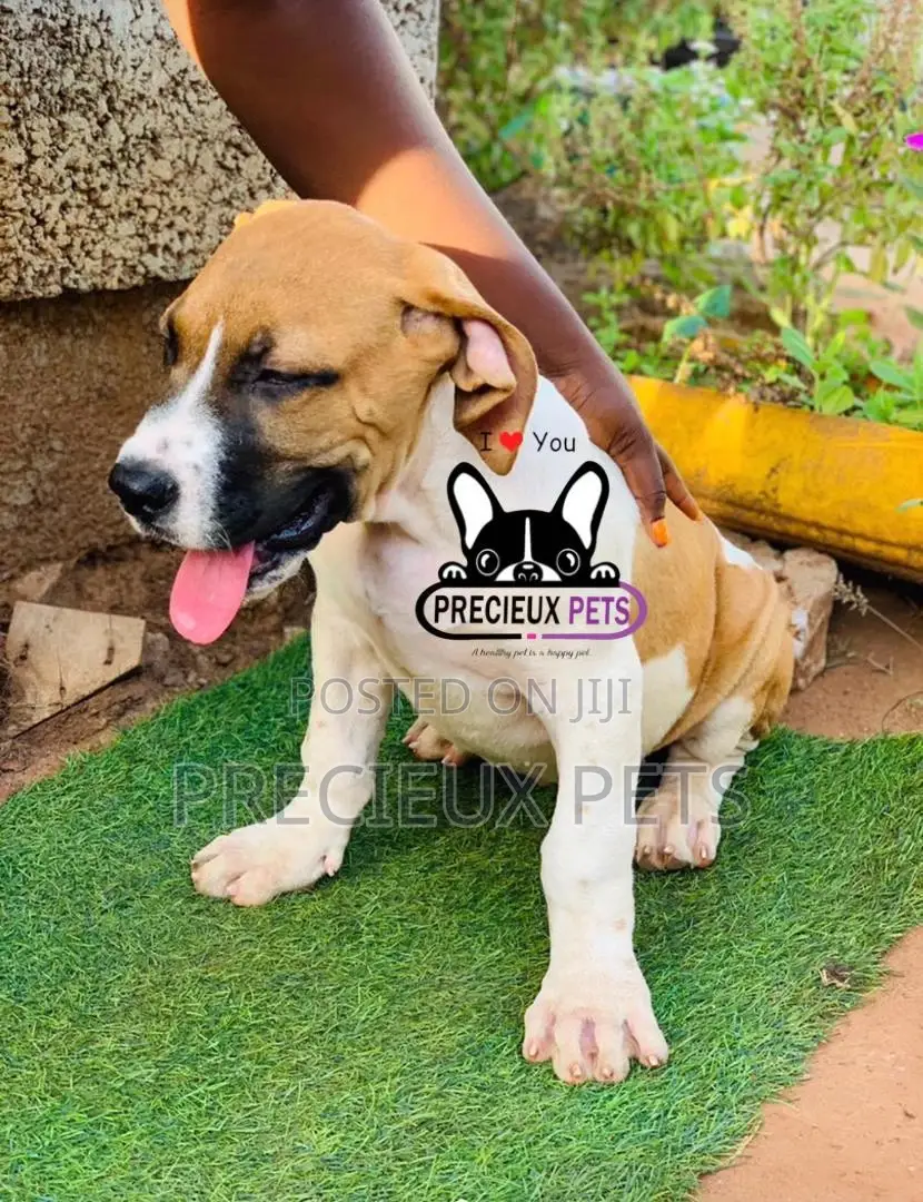 1-3 Month Male Purebred Boerboel